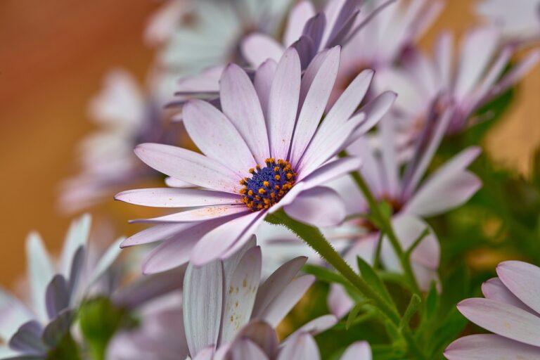 flower, daisy, yard