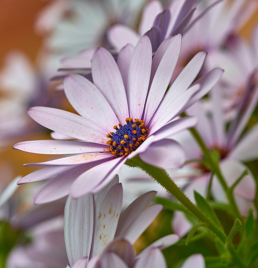 flower, daisy, yard