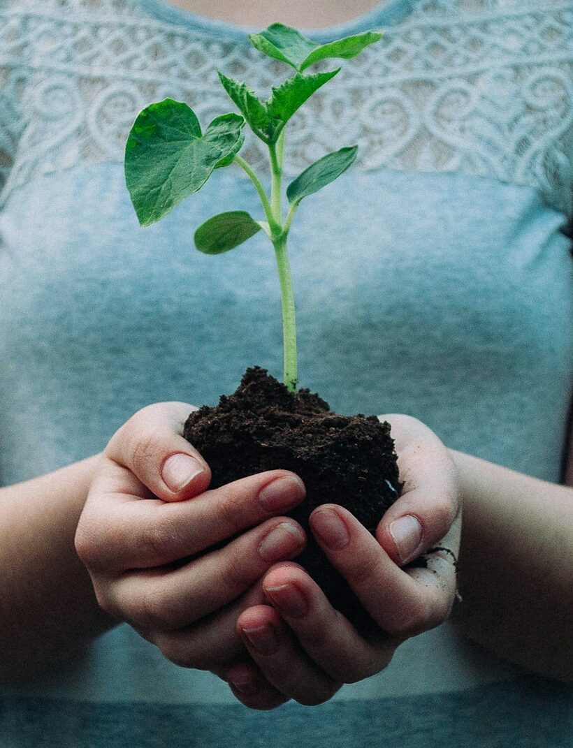 woman holding green leafed seedling